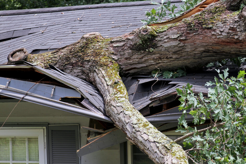 roof storm damage A heavy oak tree falls on a house during a storm buckling and crushing it