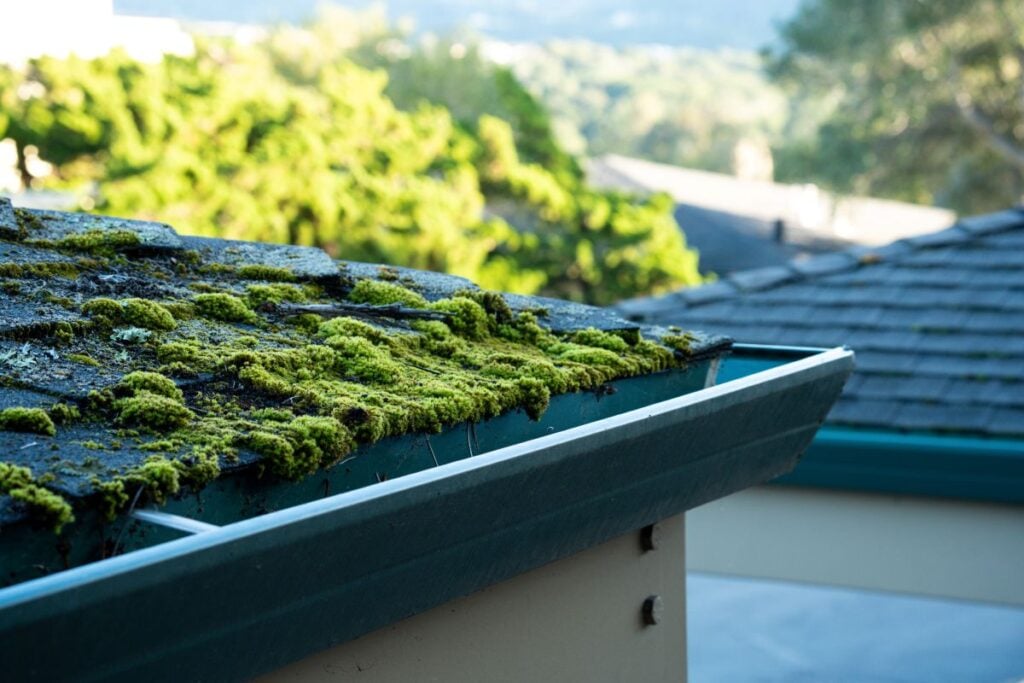 how to remove moss from roof naturally green algae on top of tiles